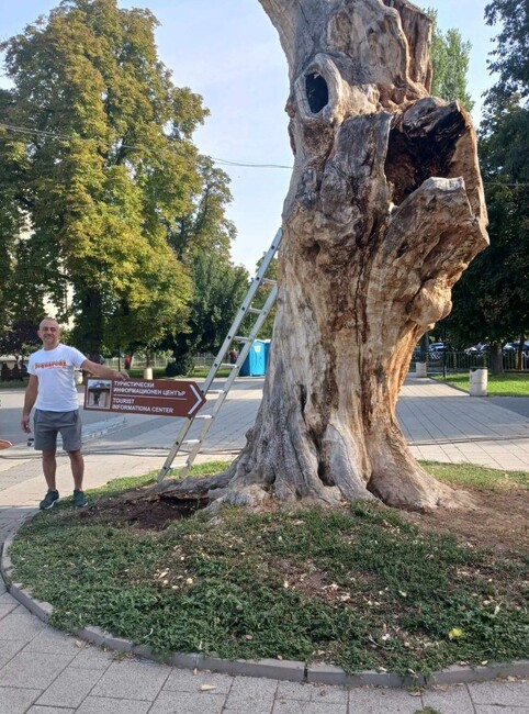 Община Плевен: Вековно дърво в Плевен ще указва историческите и културни забележителности