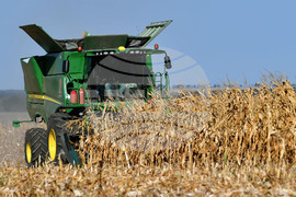 Село Вазово - жътва на царевица