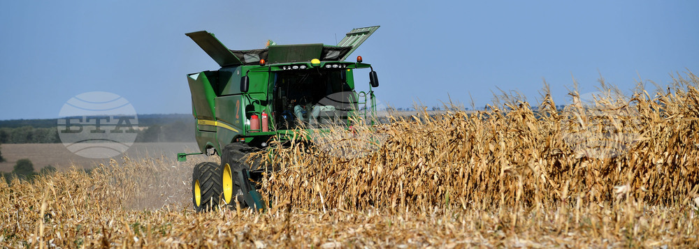 Село Вазово - жътва на царевица