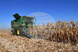 Село Вазово - жътва на царевица