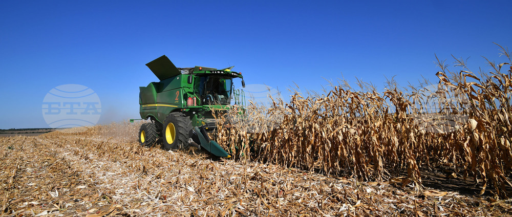 Село Вазово - жътва на царевица