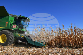 Село Вазово - жътва на царевица