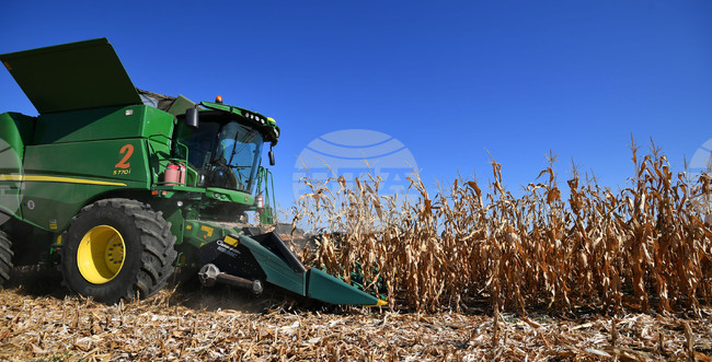 Село Вазово - жътва на царевица