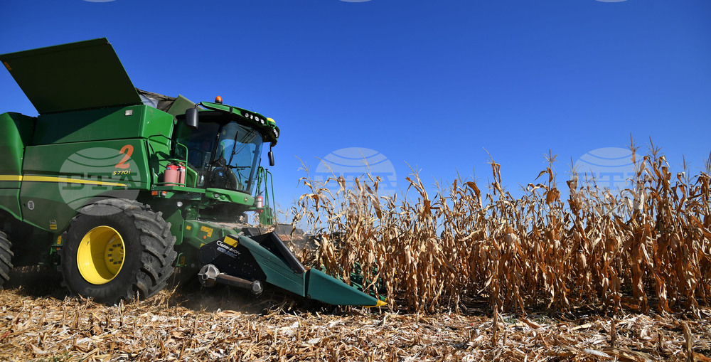 Село Вазово - жътва на царевица