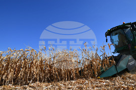 Село Вазово - жътва на царевица