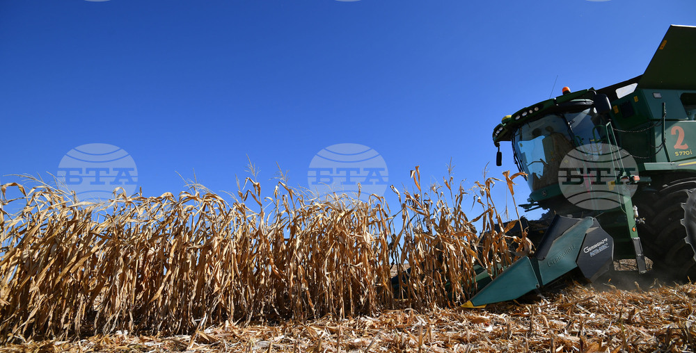 Село Вазово - жътва на царевица