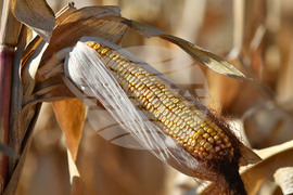 Село Вазово - жътва на царевица