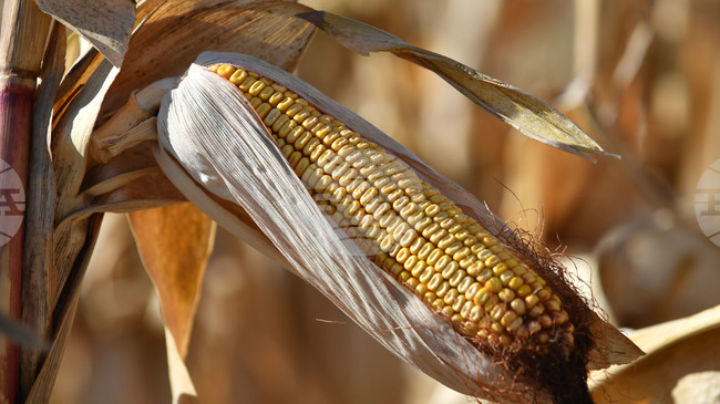 Почти е прибрана реколтата от царевица в област Добрич, средният добив е 221,2 кг/дка