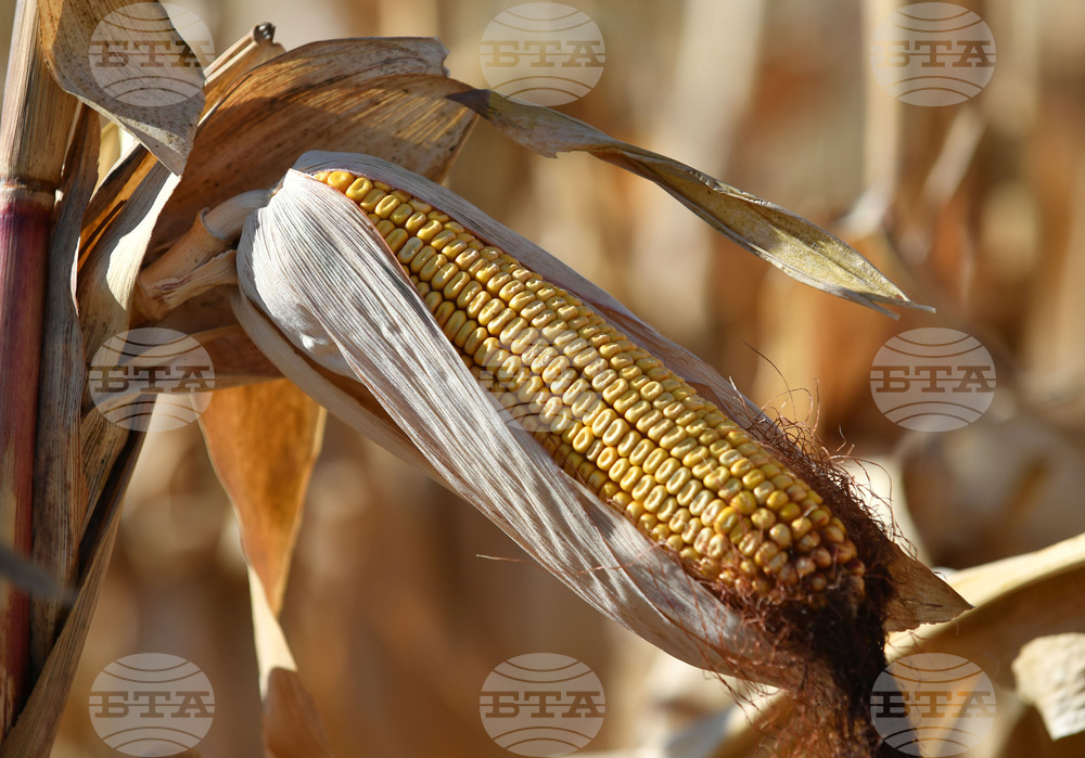 Почти е прибрана реколтата от царевица в област Добрич, средният добив е 221,2 кг/дка