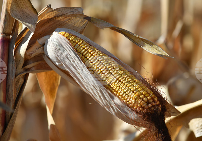Почти е прибрана реколтата от царевица в област Добрич, средният добив е 221,2 кг/дка