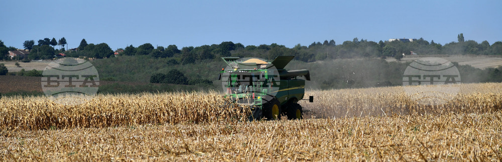 Село Вазово - жътва на царевица