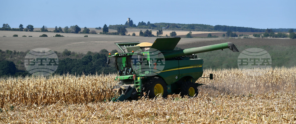 Село Вазово - жътва на царевица