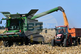 Село Вазово - жътва на царевица