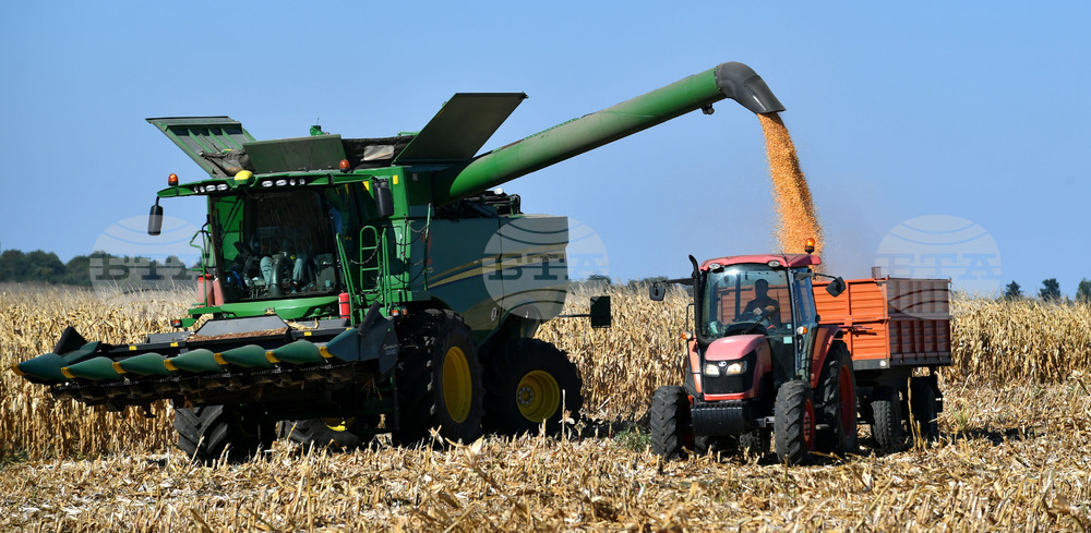 Село Вазово - жътва на царевица