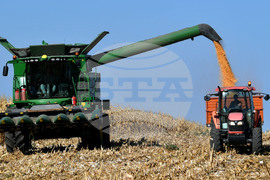 Село Вазово - жътва на царевица