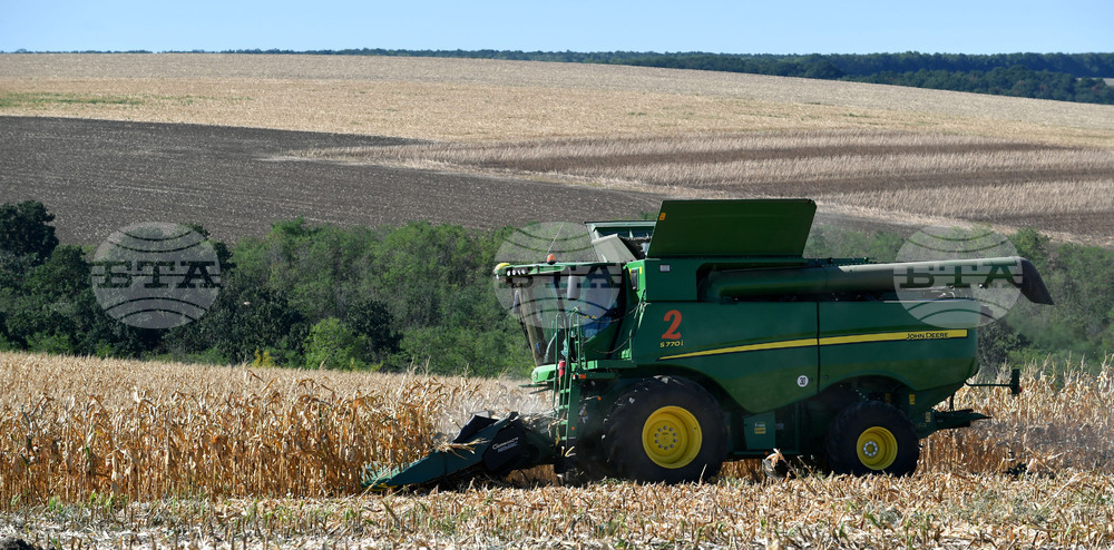 Село Вазово - жътва на царевица