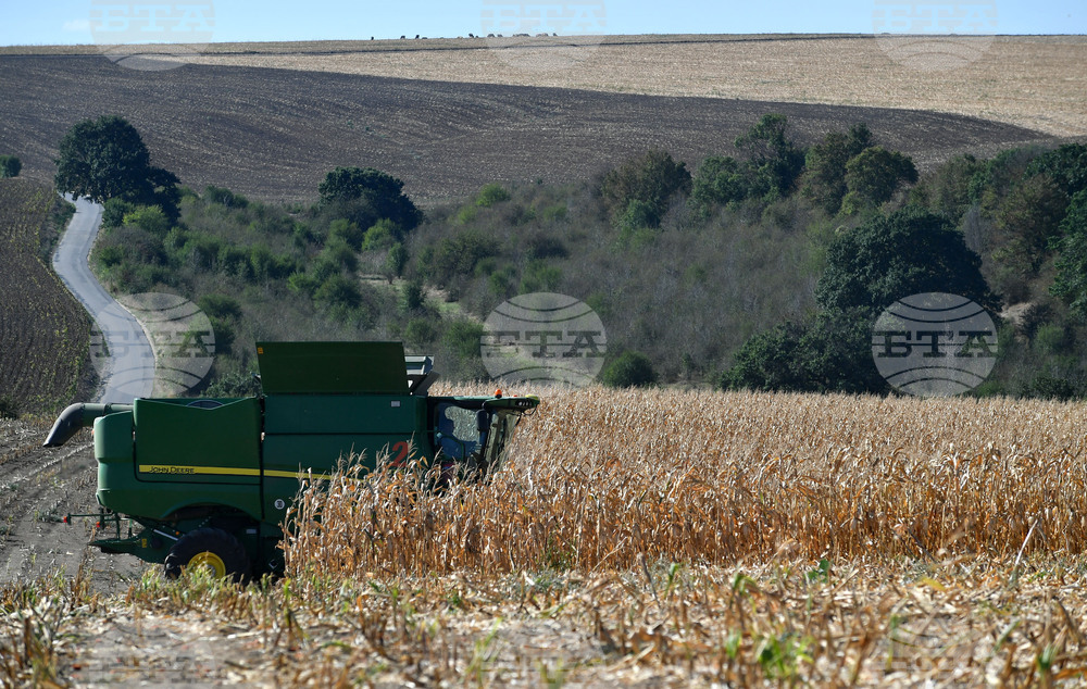Село Вазово - жътва на царевица
