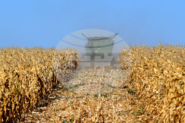 Село Вазово - жътва на царевица