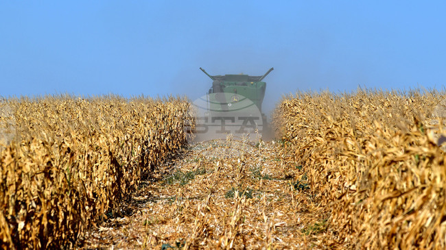 Цената на пшеницата беше по-устойчива от тази на царевицата на световните борси през седмицата, отчитат експертите на ССБ