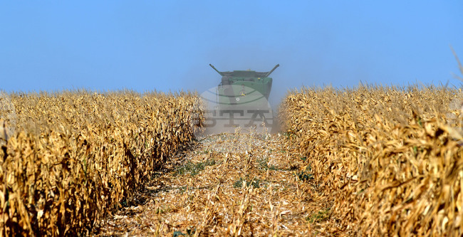 Цената на пшеницата беше по-устойчива от тази на царевицата на световните борси през седмицата, отчитат експертите на ССБ