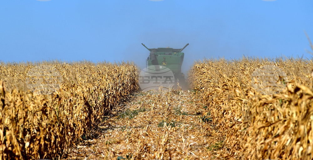 Село Вазово - жътва на царевица