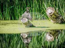 Снимка: Ваканционно селище „Албена“