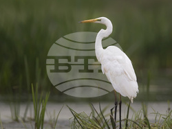 Снимка: Ваканционно селище „Албена“