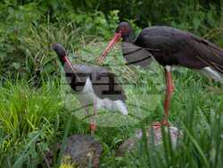 Снимка: Ваканционно селище „Албена“