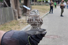 Румъния - Дни на румънския ловец