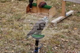 Румъния - Дни на румънския ловец