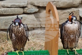 Румъния - Дни на румънския ловец