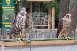 Румъния - Дни на румънския ловец