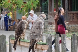 Румъния - Дни на румънския ловец