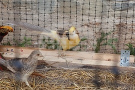 Румъния - Дни на румънския ловец