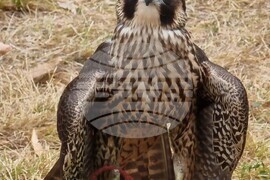 Румъния - Дни на румънския ловец