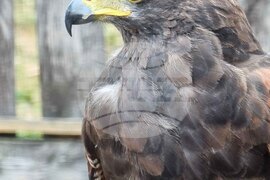 Румъния - Дни на румънския ловец