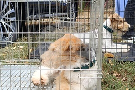 Румъния - Дни на румънския ловец