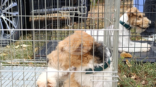 Киноложка изложба на ловни кучета се очаква в Кюстендил