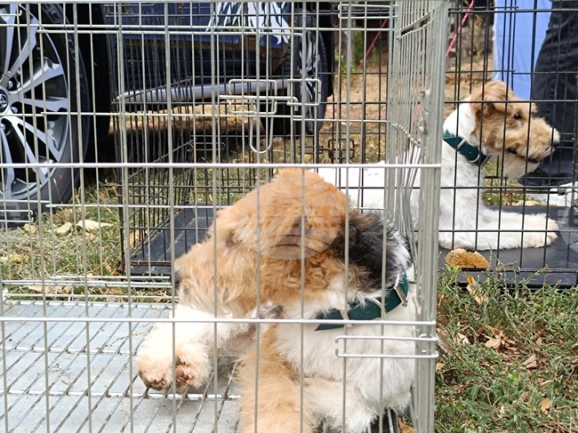 Киноложка изложба на ловни кучета се очаква в Кюстендил