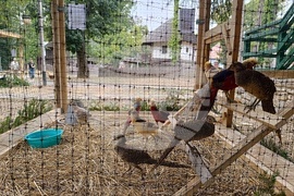 Румъния - Дни на румънския ловец