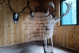 Румъния - Дни на румънския ловец