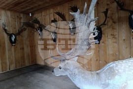 Румъния - Дни на румънския ловец