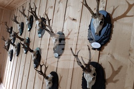 Румъния - Дни на румънския ловец