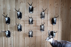 Румъния - Дни на румънския ловец