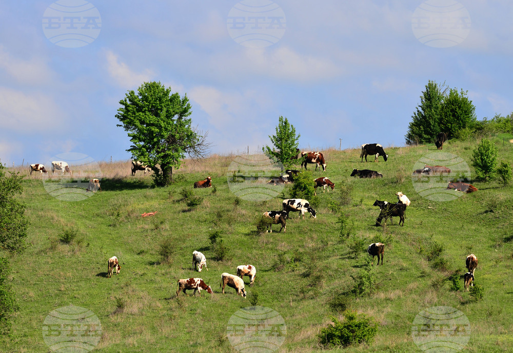 Село Брестовене - паша