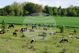 Село Брестовене - паша