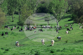 Село Брестовене - паша