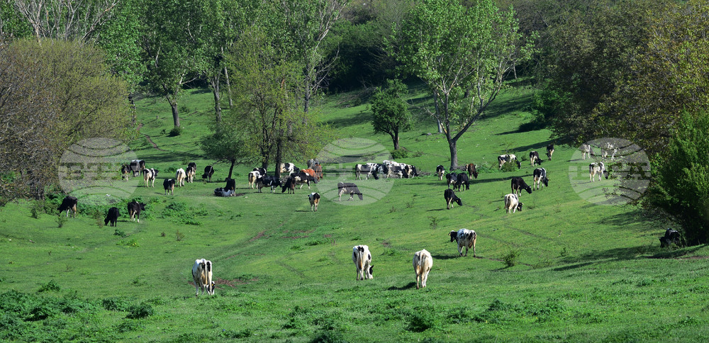 Село Брестовене - паша