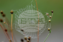 Село Голям Поровец - есенна мъгла