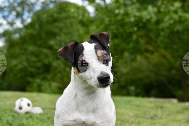 Търси се добре възпитано куче за участие в „Бохеми“ на Пучини